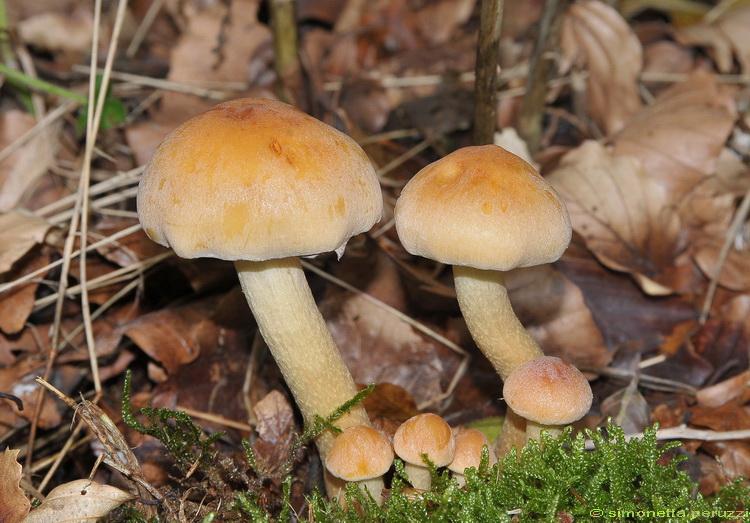 Hypholoma capnoides